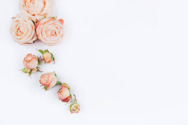 istock Spring background. Rose flowers on a white background. 1217212001