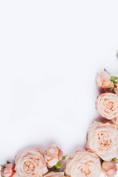 istock Spring background. Rose flowers on a white background. 1217212009