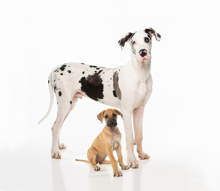 Great Dane PupGreat Dane Pup Sitting looking at the camera with younger tan Great Dane sitting at the it's feet