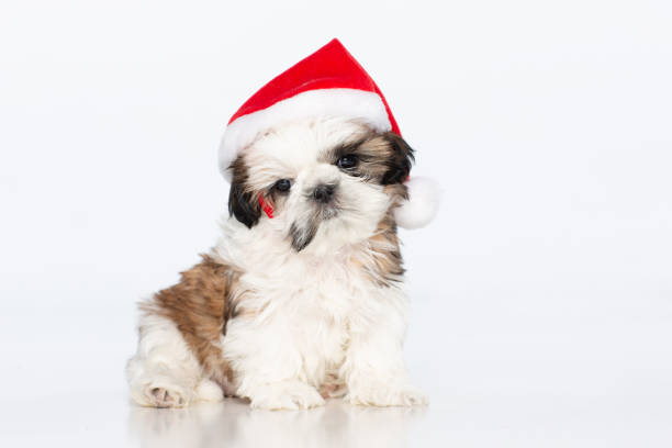istock Shih tzu Puppy with Santa hat sitting 1217212342