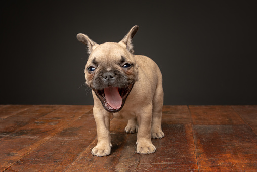 Tanned French Bull Dog standing facing camera yawning