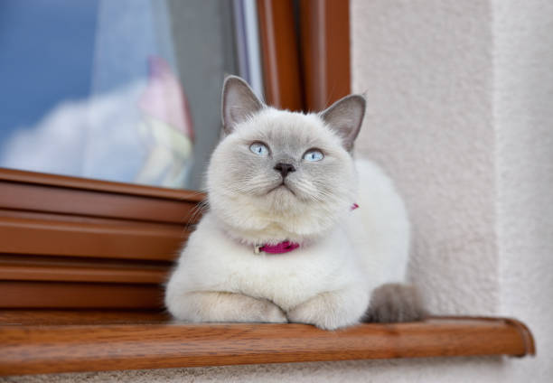 Lilac Colorpoint British Cat sitting on the windowsill outside.