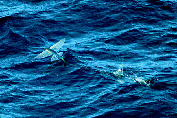 un pesce volante prende il volo basso sulle onde del nord atlantico - pesce volante immagine foto e immagini stock