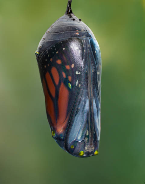 istock Monarch Butterfly ready to merge from chrysalis 1217213300