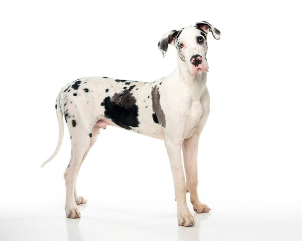 istock Great Dane Pup Sitting looking at the camera 1217214007