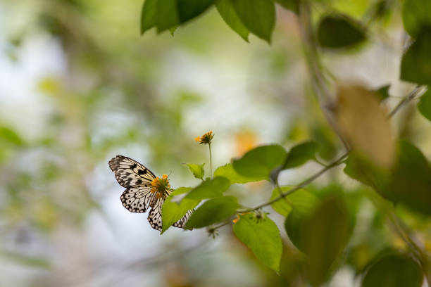 istock Butterfly on a green branch 1217214309