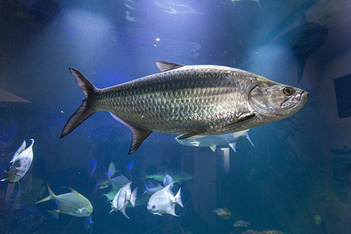Tropical fish swimming in the aquarium