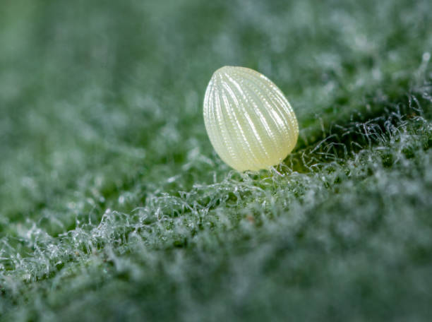 Monarch Butterfly Egg Super Macro Monarch Butterfly Egg milkweed stock pictures, royalty-free photos & images