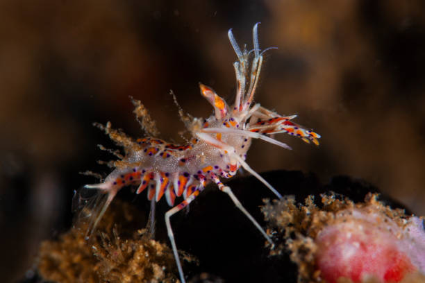 istock Phyllognatia ceratophthalmus 1217215715
