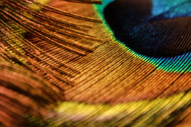 istock peacock feather peacock eye close-up colorful rainbow 1217216847