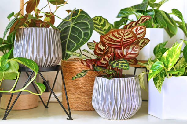 Various different tropical house plants in flower pots arranged on shelf Various different trendy tropical house plants in flower pots arranged on shelf calathea photos stock pictures, royalty-free photos & images