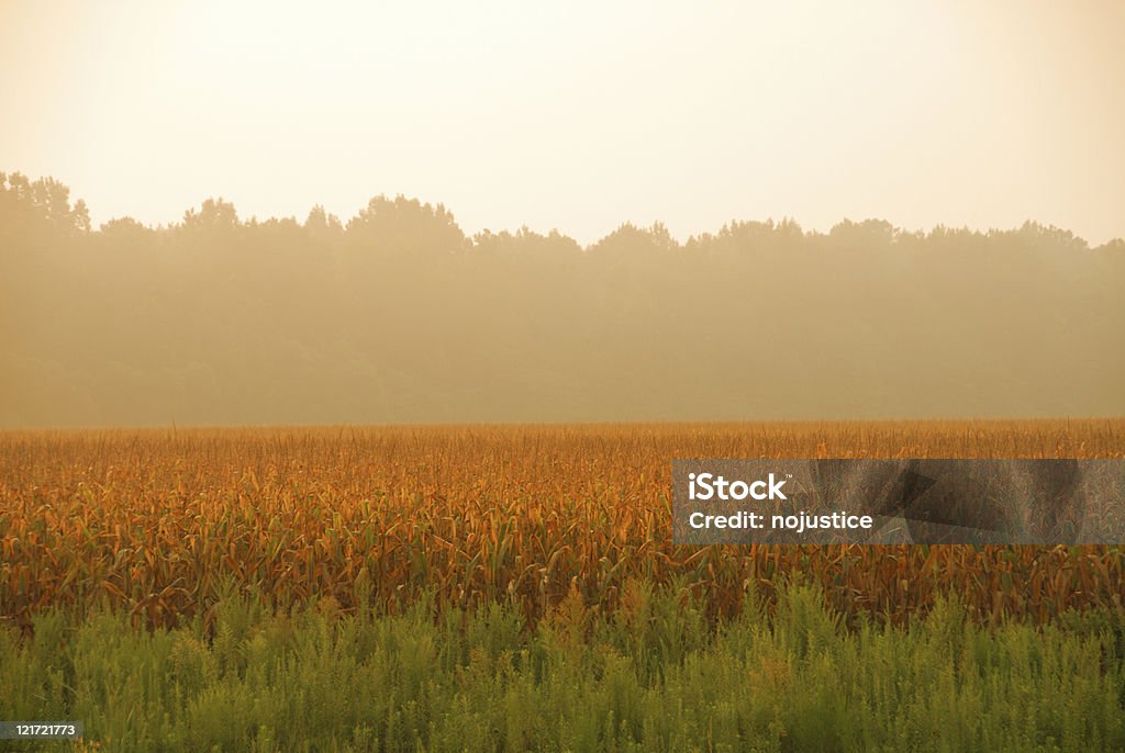 Cornfield tono naranja - Foto de stock de Aire libre libre de derechos