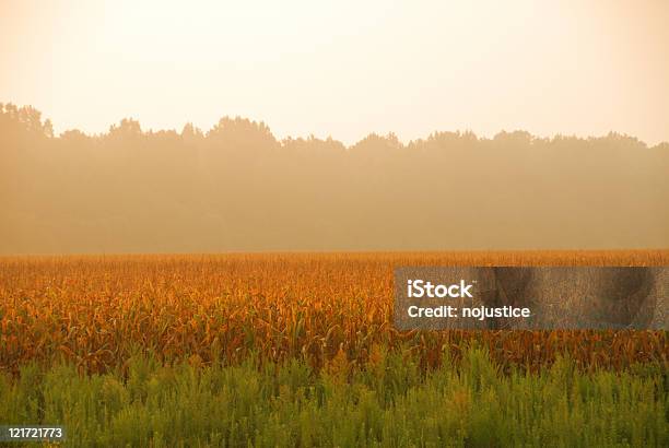 Cornfield Tono Naranja Foto de stock y más banco de imágenes de Aire libre - Aire libre, Campo - Tierra cultivada, Color - Tipo de imagen