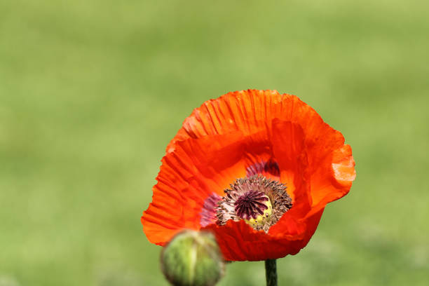 It is also known as Oriental Poppy, Oriental Poppy, Garden Poppy, Perennial Poppy or Fire Poppy.