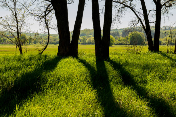 Shadows of trees on the grass on a sunny morning. Spring season. Ukraine. Europe.