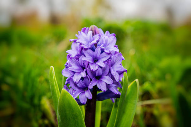 Blooming hyacinth flowers on a green grass background. Spring season. Ukraine. Europe.