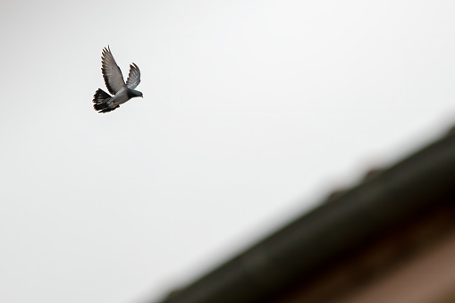 pigeon is flying on the roof.
