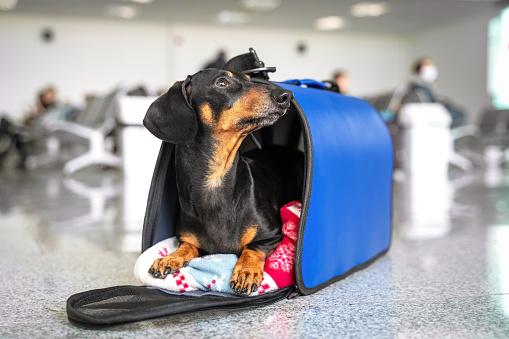 Perro dachshund divertido, negro y bronceado, en su jaula de bolsa azul de viaje en el aeropuerto. Mascota en cabina. Viajar con el concepto de perros photo
