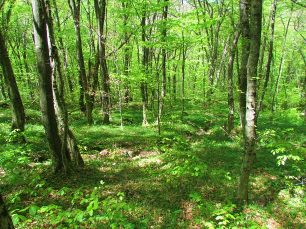istock european hornbeam forest 1217220158