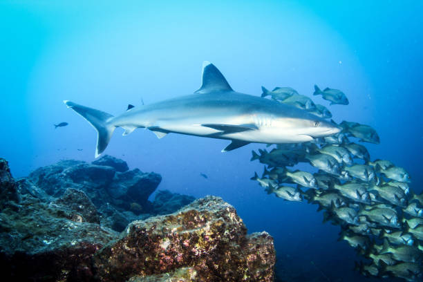 hai und fischschule - whitetip reef shark stock-fotos und bilder