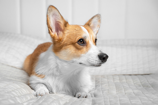 Obedient puppy of welsh corgi pembroke or cardigan lies on white bed and attentively watches preparing for sleeping. Dog model poses for advertising for interior catalog magazine about home comfort