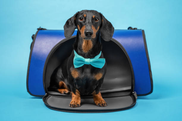 istock Smart dachshund with turquoise bow tie obediently sits in pet carrier on blue background, studio shot. Safe and convenient transportation of animals in public place, in veterinary clinic or in journey 1217220384