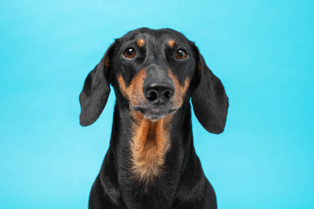 istock Portrait of smart obedient black and tan dachshund looking forward on a blue background, front view, studio shot. Photo for an advertising banner, catalog, magazine, or article about dogs and pets 1217220414