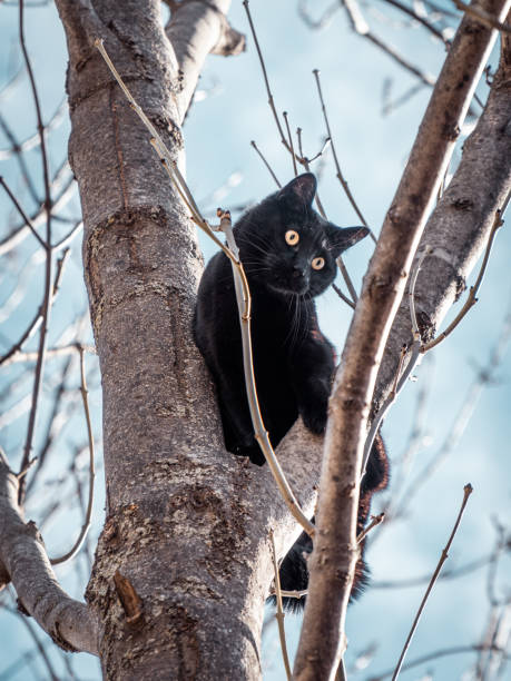 istock Black cat with yellow eyes up on a tree 1217223207