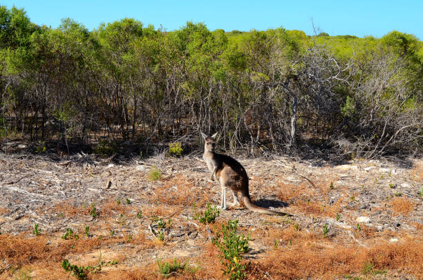 istock Kangaroo in natural habitat. 1217224273