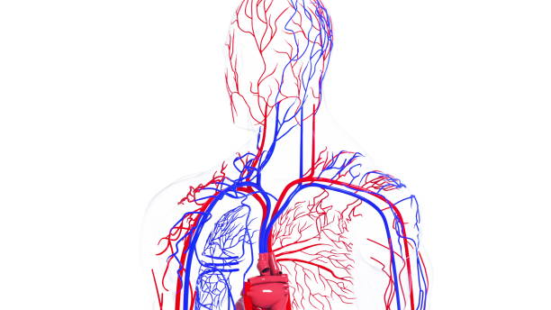 modelo rotativo del sistema circulatorio humano. 3d renderizado de vasos sanguíneos. los antecedentes médicos, generados por computadora - human cardiovascular system heart shape human hand healthy lifestyle fotografías e imágenes de stock