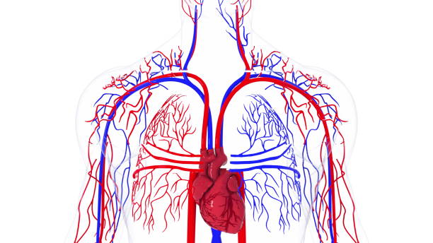 modelo rotativo del sistema circulatorio humano. 3d renderizado de vasos sanguíneos. los antecedentes médicos, generados por computadora - human cardiovascular system heart shape human hand healthy lifestyle fotografías e imágenes de stock