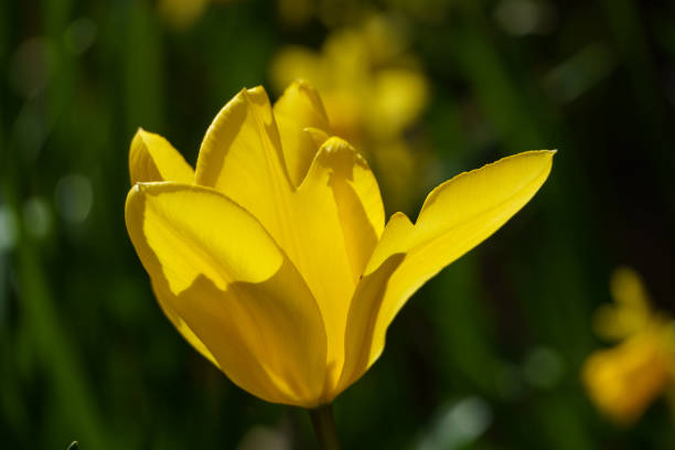 istock spring time in a german garden 1217226339