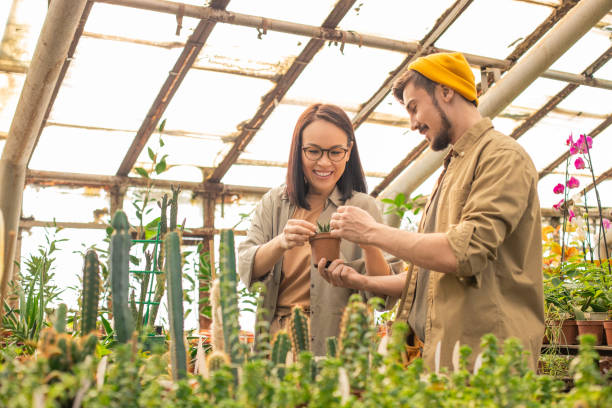 istock Growing cactus in greenhouse 1217226450