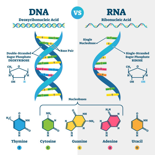 dna 대 rna 벡터 그림. 교육 유전산 설명 방식 - thymine stock illustrations