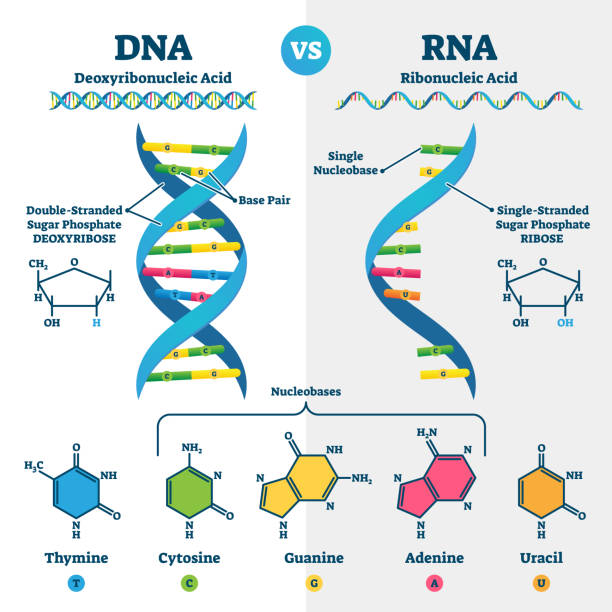ilustrações, clipart, desenhos animados e ícones de ilustração do dna vs rna vetorial. esquema educacional de explicação de ácido genético - cytosine