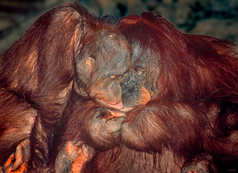 A young orangutan want to know whot mother is hiding