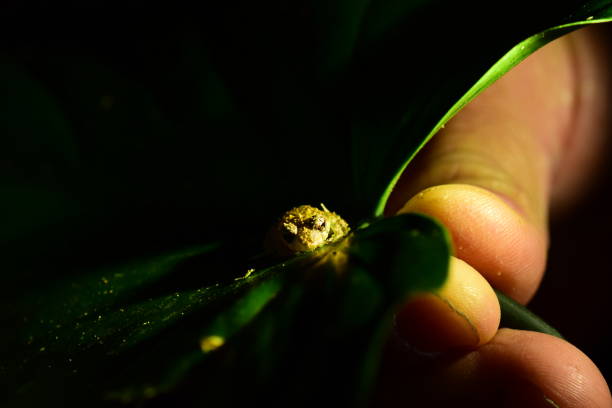Single frog, not more than one cm long, camouflaged on green leaf. Photo taken at Arenal Volcano National Park in Costa Rica. Nikon D7200 with Nikon 200mm macro lens.