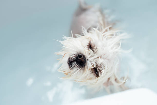 bain de chien - soaking tub photos et images de collection