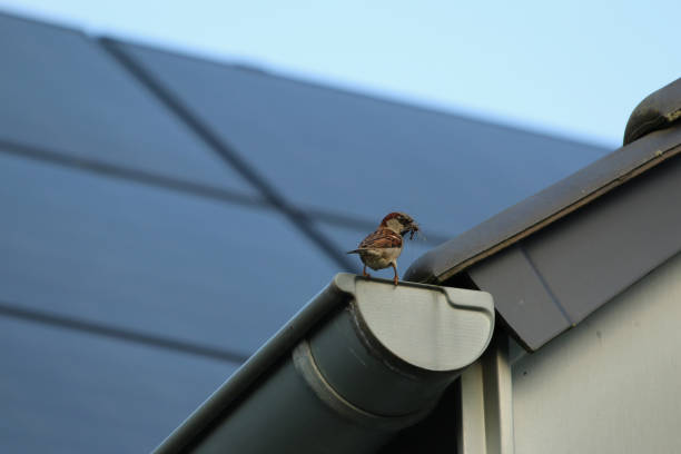 istock sparrow on a water gatter on a roof 1217229412