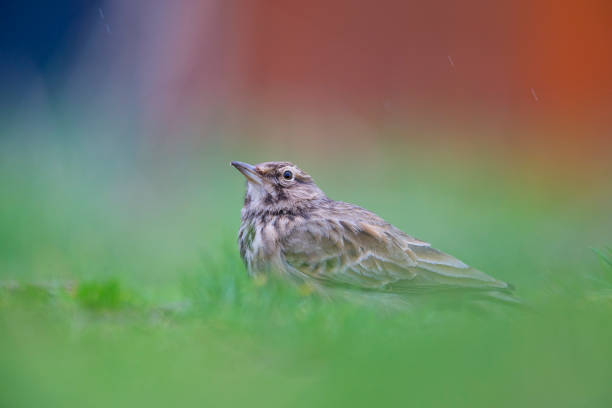 Lateral view of a Crested Lark resting in a city centre of The Netherlands. Lateral view of a Crested Lark resting in a city centre of The Netherlands. In a urban area with a colourful background galerida cristata stock pictures, royalty-free photos & images