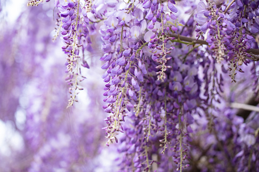 Beautiful Purple Wisteria Flowers Blooming in Springtime in Turkey