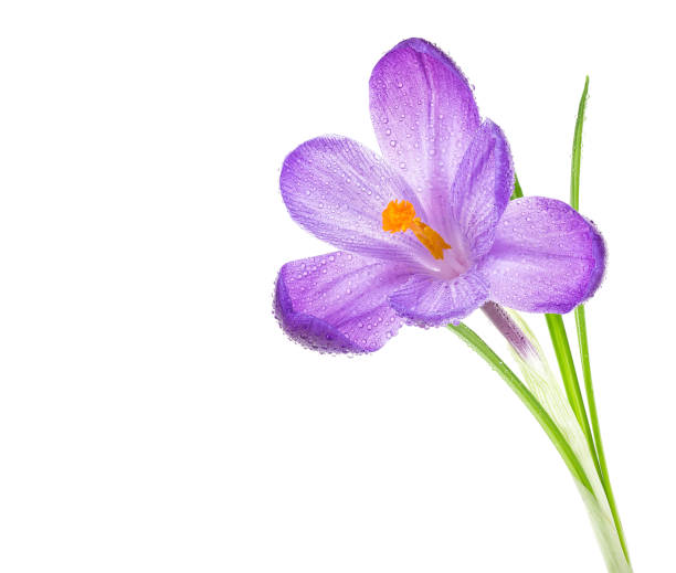 istock Purple spring crocus flower with water drops on a white background. Crocus Iridaceae. 1217230535