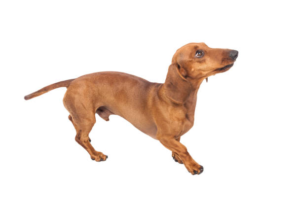 istock Dachshund Dog isolated over white background 1217230653