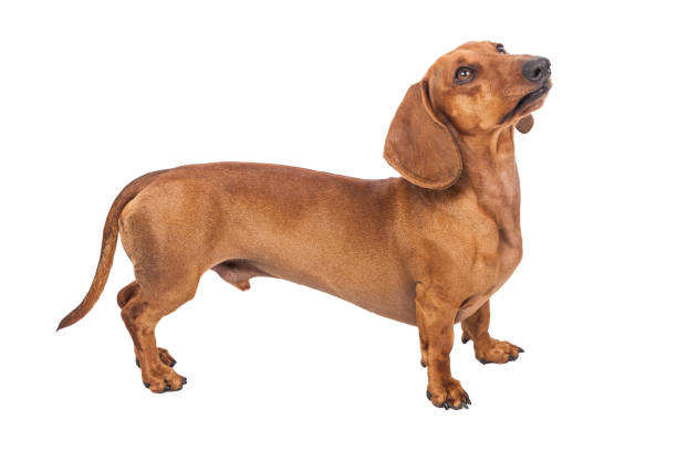 istock Dachshund Dog isolated over white background 1217230661