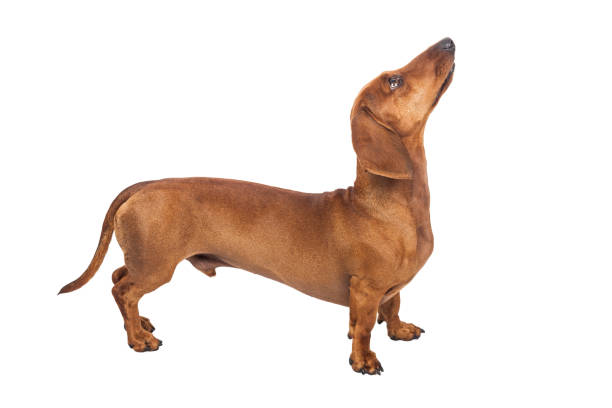istock Dachshund Dog isolated over white background 1217230665
