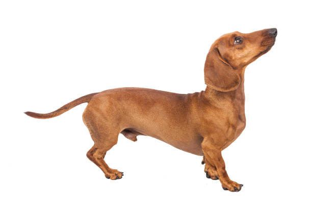 istock Dachshund Dog isolated over white background 1217230726