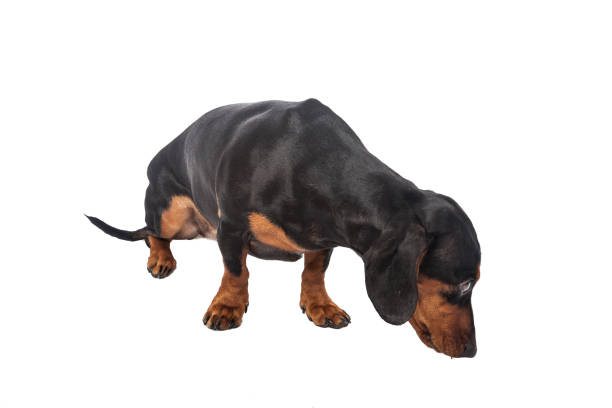 istock Dachshund Dog isolated over white background 1217231351