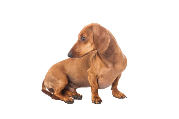 istock Dachshund Dog isolated over white background 1217231354