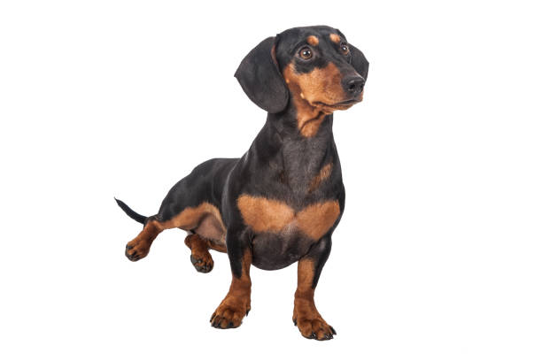 istock Dachshund Dog isolated over white background 1217231428