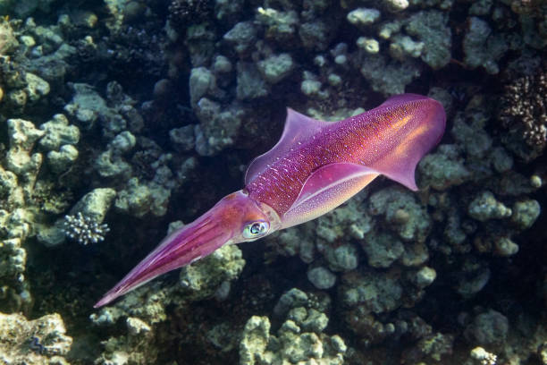 Reef Red Squid with Big Eyes Deep Underwater, Red Sea, Egypt. Ocean Cephalopod With Tentacles Swimming In The Depths. Reef Red Squid with Big Eyes Deep Underwater, Red Sea, Egypt. Ocean Cephalopod With Tentacles Swimming In The Depths. calamari stock pictures, royalty-free photos & images